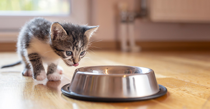 Choix des croquettes adaptées pour chaton